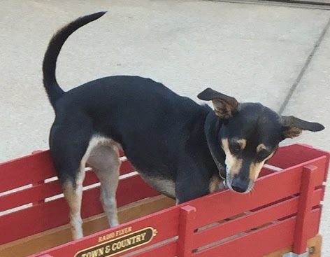 Counselor's dog sitting in a red and brown cart