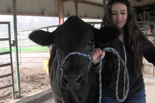 RLT FFA Student Places with Prize Heifer